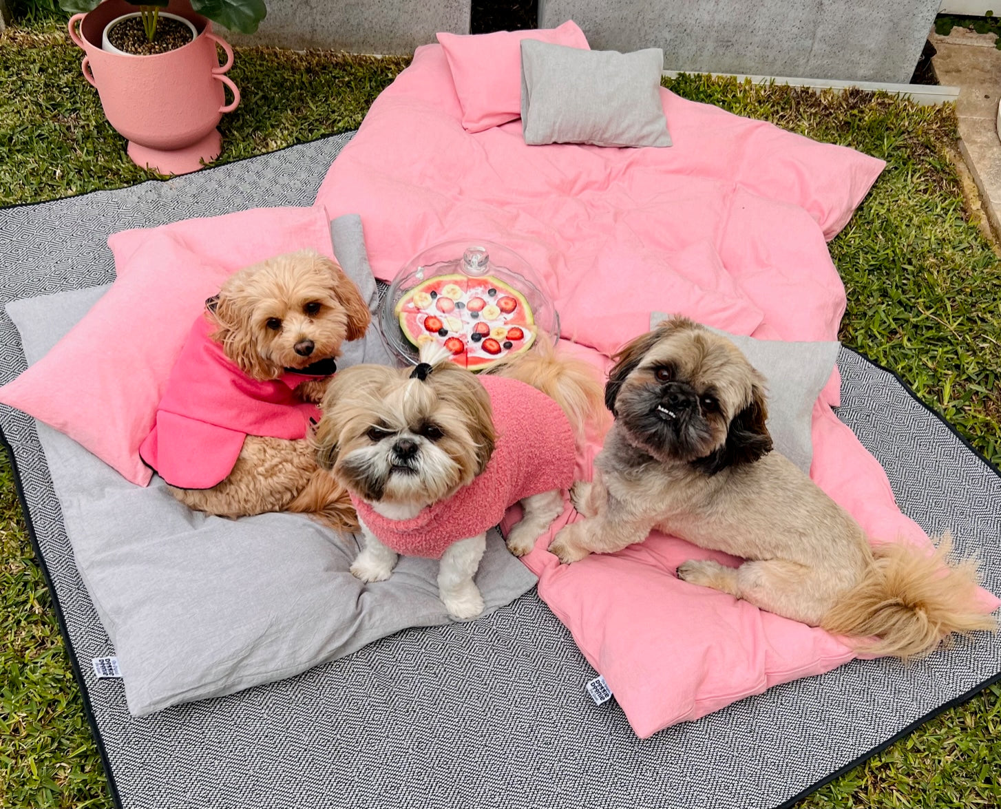 Watermelon Pizza Recipe for Dogs