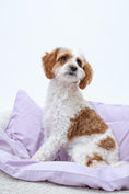 Load image into Gallery viewer, Doggie Doonie Bundle - Licky Lilac
